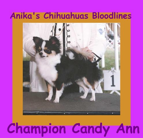 CH-ANIKA'S-FELICITY-CANDY-ANN-L